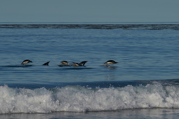 Obraz premium Gentoo Penguins (Pygoscelis papua) swimming through the water before coming ashore on Sea Lion Island in the Falkland Islands.