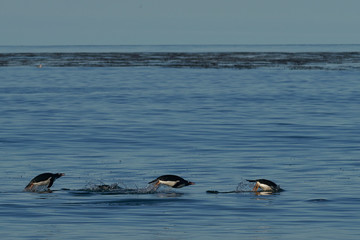 Fototapeta premium Gentoo Penguins (Pygoscelis papua) swimming through the water before coming ashore on Sea Lion Island in the Falkland Islands.