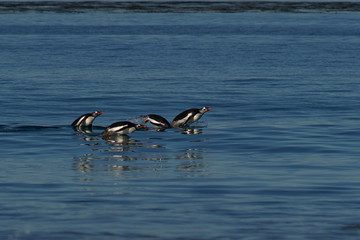 Naklejka premium Gentoo Penguins (Pygoscelis papua) swimming through the water before coming ashore on Sea Lion Island in the Falkland Islands.