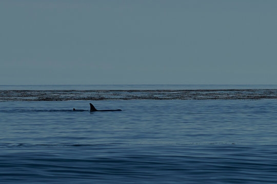 Killer Whale (Orcinus Orca) Hunting Elephant Seals Off The Coast Of Sea Lion Island In The Falkland Islands.