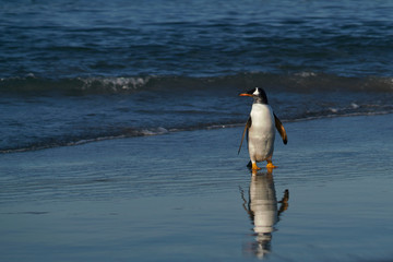 Gentoo Penguins (Pygoscelis papua) coming ashore after feeding at sea on Sea Lion Island in the...