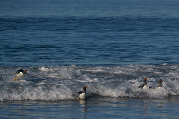 Gentoo Penguins (Pygoscelis papua) coming ashore after feeding at sea on Sea Lion Island in the...