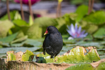 Obraz premium Wilhelma Stuttgart