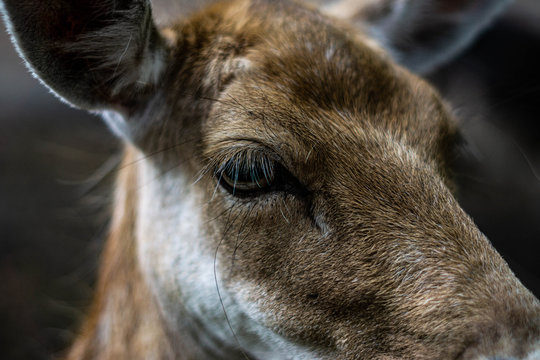 Reh marko close up