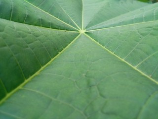 green leaf