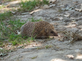 Hedgehog ( Erinaceidae ) wandering on the ground