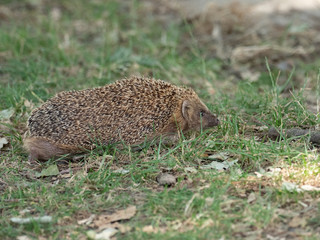 Hedgehog ( Erinaceidae ) wandering on the ground