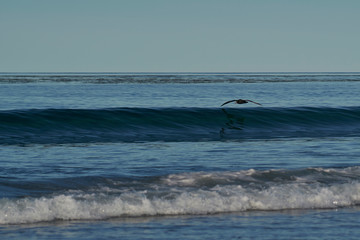 Southern Giant Petrel (Macronectes giganteus) flying along the coast of Sea Lion Island in the Falkland Islands.