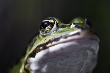 Closeup of a frog at the garden pond in summer in the sunlight
