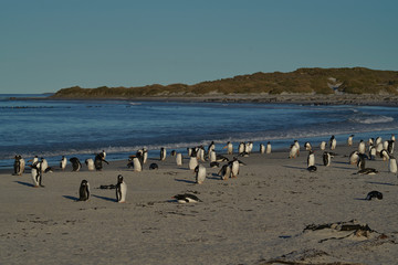 Gentoo Penguins (Pygoscelis papua) return to the colony after feeding at sea on Sea Lion Island in the Falkland Islands.
