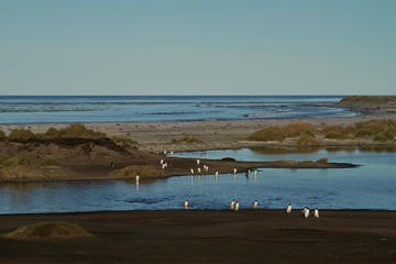 Fototapeta na wymiar Gentoo Penguins (Pygoscelis papua) return to the colony after feeding at sea on Sea Lion Island in the Falkland Islands.