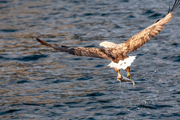 Seeadler auf den Lofoten