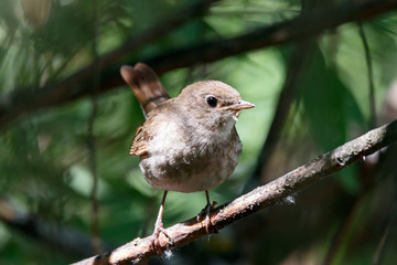 Thrush nightingale luscinia luscinia sitting on branch in bush. Cute brown songbird in wildlife.