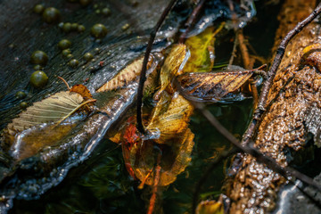 Still life with multi coloured leaves floating on water and golden gas bubbles in the background