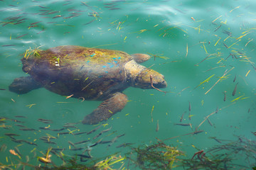 Loggerhead turtle, Caretta caretta, in water. Greece turtle