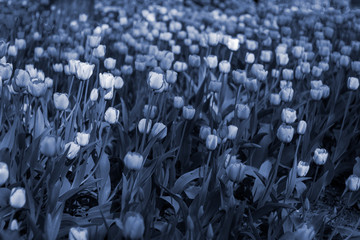 Fototapeta premium Classic Blue color of the year 2020 toned picture of field of tulips