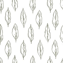 Hand drawn laurel plant. Vector  seamless  pattern. Sketch illustration