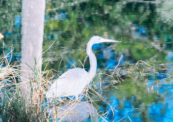 Blue egret is looking for food in a pond	