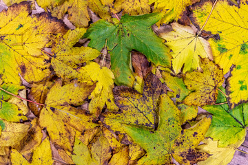 Red and green maple leaves on vintage wood