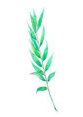watercolor illustration of green willow branch with leaves isolated on white background