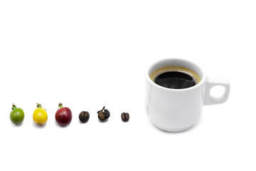 The different stages of coffee beans isolated in white background.