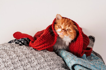 Fluffy ginger kitten in a heap of woolen knitted clothes.
