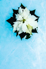 White poinsettia on turquoise background. Top view, copy space