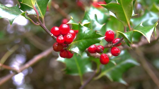 Close-up view of christmas holly tree branches with many clusters of red berry fruits and their traditional prickly green leaves in autumn day.