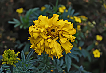 yellow flowers in garden