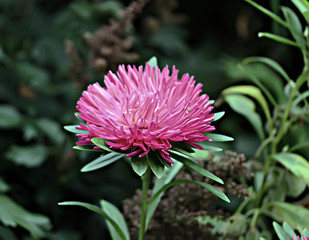 Fototapeta premium flower in garden