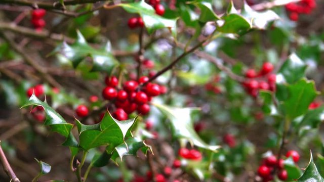 Red berry fruits and their traditional prickly green leaves on christmas holly tree branches in autumn day.