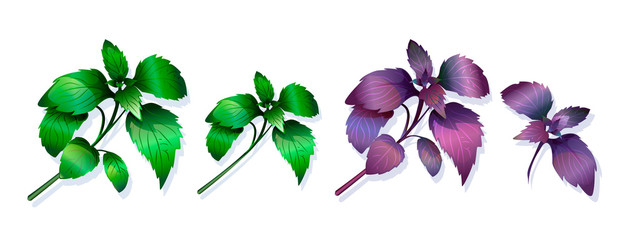 Set of vector images of green and purple basil branches isolated on white background