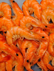 Delicious shimps on blue background.