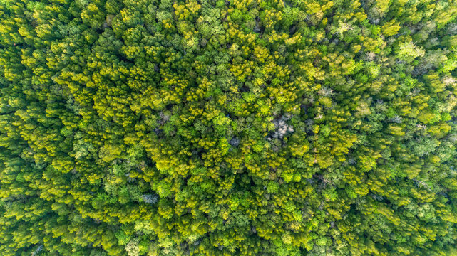 Natural green background or texture of top down Drone camera mangrove forest trees in thailand. © panya99