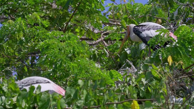 Painted stork (Mycteria leucocephala) standing still on treetop. Watch birds behavior of the natural habitat.