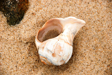 New England seashell in the sand