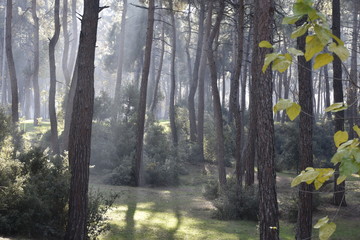 Fototapeta premium forest in autumn