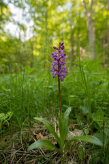 Early Purple Orchid - Orchis mascula in natural habitat
