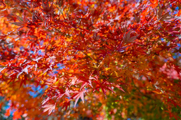 紅葉,秋,日本,山梨