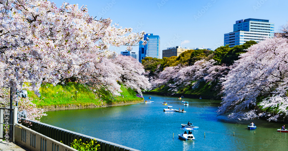 Wall mural landscape of spring tokyo city view in japan