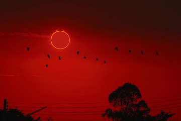 amazing phenomenon of total sun eclipse over silhouette birds flying on tree