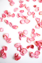 Petals of pink roses on white background