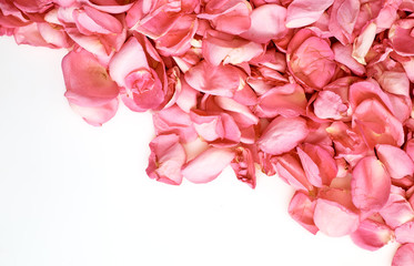 Petals of pink roses on white background