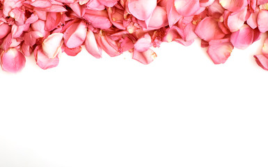 Fototapeta premium Petals of pink roses on white background