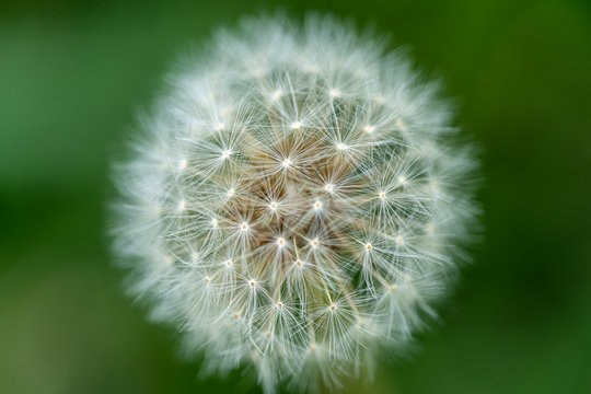 A close up of the head of a white fluffy dandelion plant, displaying the visible seeds that will blow away upon the next strong wind gust.
