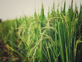Beautiful green rice field and ear of rice. Close up of rice in the field.
