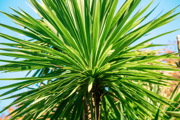 Green long leaves on the trunk cordyline australis on a bright day