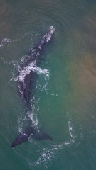 Whale Free right Animal Water Ocean Aquatic Atlantic