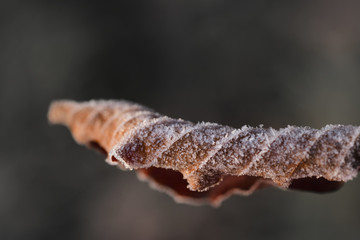 Closeup of a single dry rolled sheet with frost in front of gray background in winter