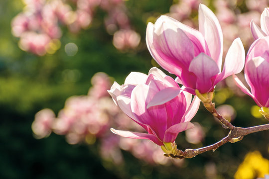 pink blossom of magnolia tree. big flowers on the twig on a sunny day. garden nature background. happy springtime mood. spring has sprung